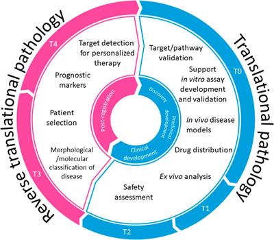 Translational pathology in drug discovery
